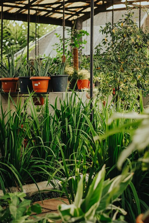 Tips for Creating a Sustainable Home Garden All Year Round